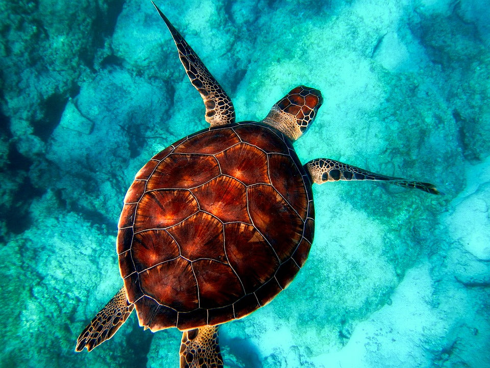Save Endangered Leatherback Sea Turtles Starcove Fashion