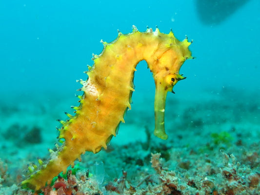 Why protect seahorses? Starcove Fashion