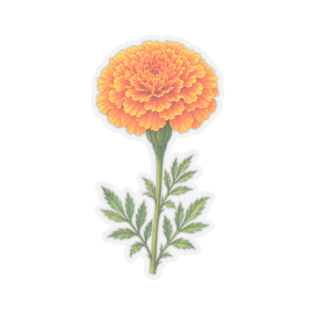 Marigold Flower Sticker Decal, Bright Orange Floral Watercolor Art Vinyl Cute Waterbottle Tumbler Car Waterproof Bumper Clear Die Cut Wall - Starcove Fashion