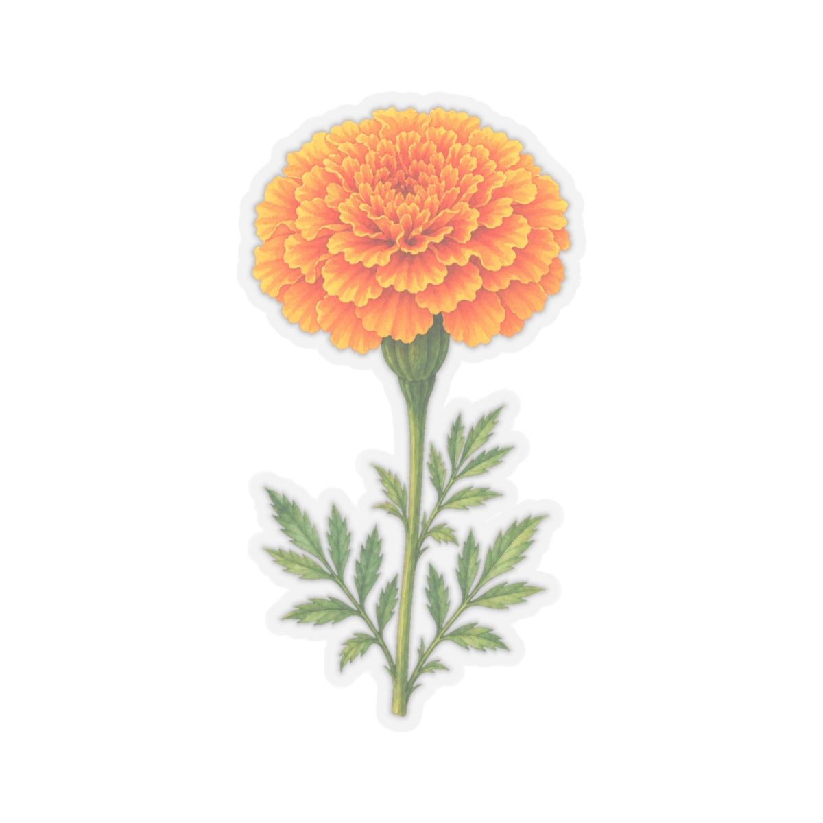 Marigold Flower Sticker Decal, Bright Orange Floral Watercolor Art Vinyl Cute Waterbottle Tumbler Car Waterproof Bumper Clear Die Cut Wall - Starcove Fashion