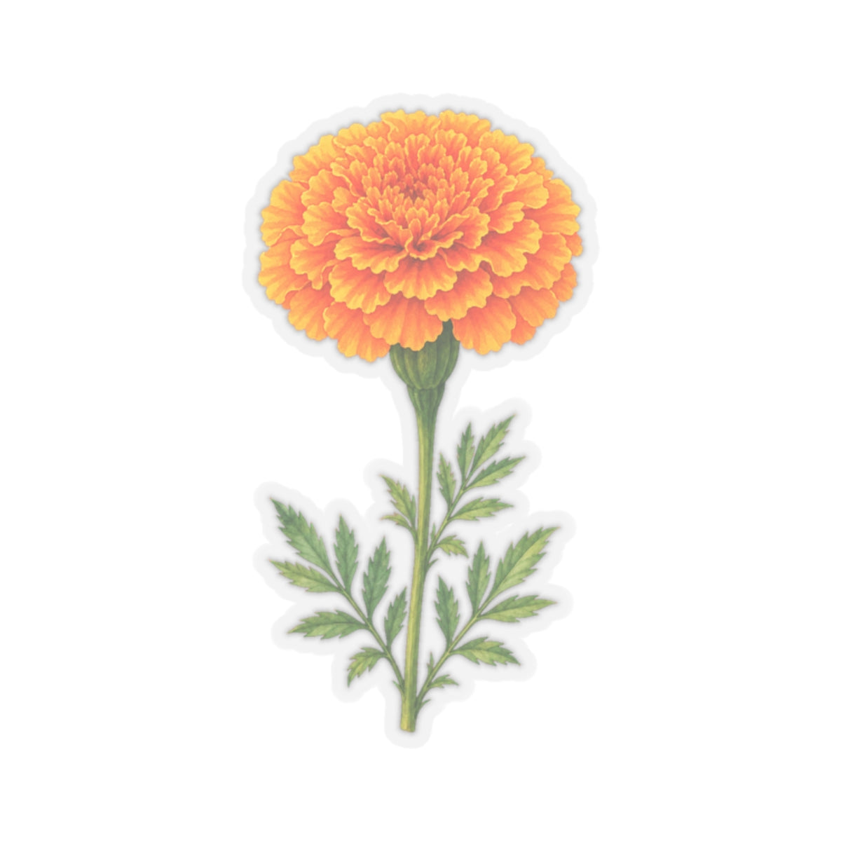 Marigold Flower Sticker Decal, Bright Orange Floral Watercolor Art Vinyl Cute Waterbottle Tumbler Car Waterproof Bumper Clear Die Cut Wall - Starcove Fashion
