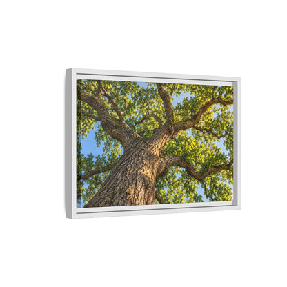 Oak Tree Canopy Canvas Wood Framed, Green Foliage Sunlit Woodland Wall Art Print Artwork Decor Small Large Hanging Matte Modern Landscape