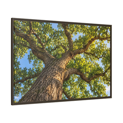 Oak Tree Canopy Canvas Wood Framed, Green Foliage Sunlit Woodland Wall Art Print Artwork Decor Small Large Hanging Matte Modern Landscape