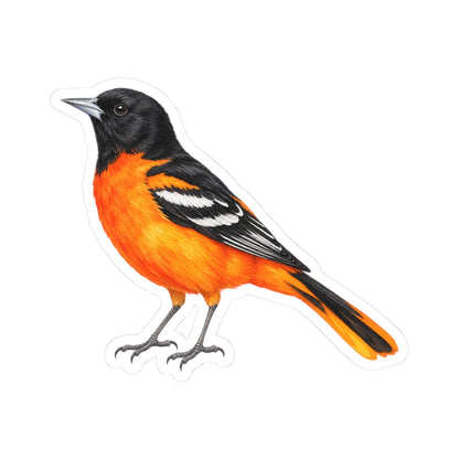 Baltimore Oriole Bird Sticker Decal, Orange Birdwatcher Watercolor Art Vinyl Laptop Waterbottle Tumbler Car Waterproof Bumper Clear Die Cut