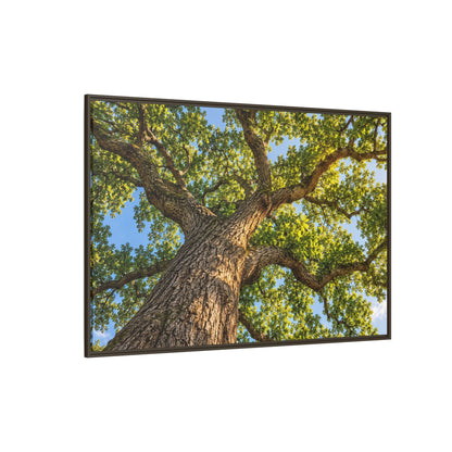 Oak Tree Canopy Canvas Wood Framed, Green Foliage Sunlit Woodland Wall Art Print Artwork Decor Small Large Hanging Matte Modern Landscape
