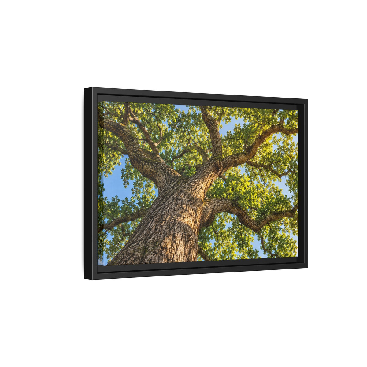 Oak Tree Canopy Canvas Wood Framed, Green Foliage Sunlit Woodland Wall Art Print Artwork Decor Small Large Hanging Matte Modern Landscape
