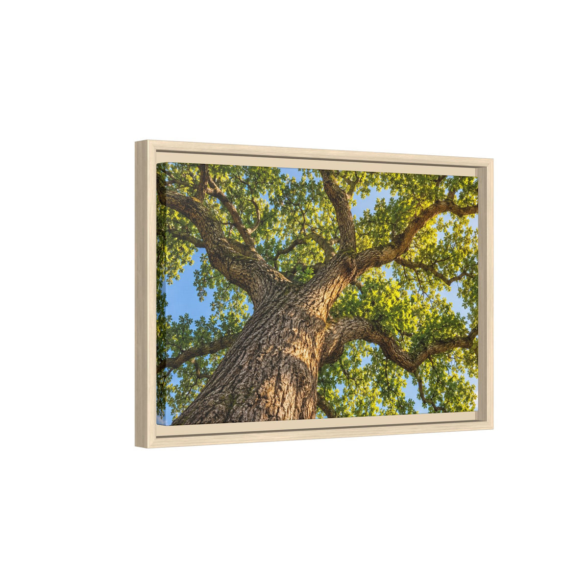 Oak Tree Canopy Canvas Wood Framed, Green Foliage Sunlit Woodland Wall Art Print Artwork Decor Small Large Hanging Matte Modern Landscape