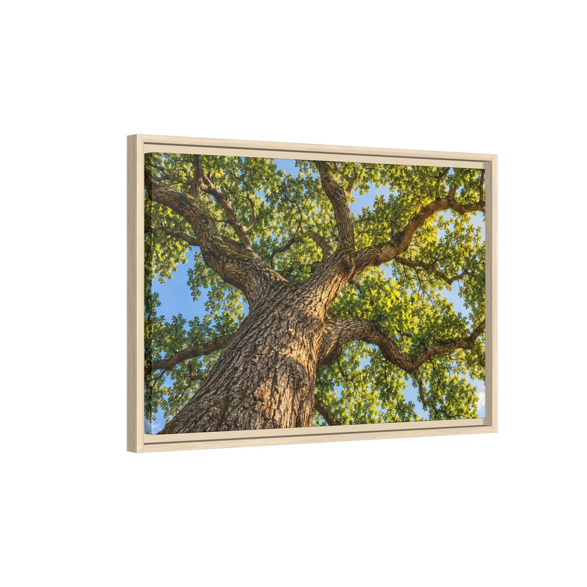 Oak Tree Canopy Canvas Wood Framed, Green Foliage Sunlit Woodland Wall Art Print Artwork Decor Small Large Hanging Matte Modern Landscape