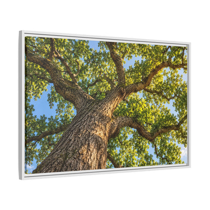Oak Tree Canopy Canvas Wood Framed, Green Foliage Sunlit Woodland Wall Art Print Artwork Decor Small Large Hanging Matte Modern Landscape