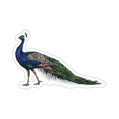 Peacock Sticker, Bird Feathers Cute Vinyl Decal Label Phone Transparent Clear Small Large Cool Art Computer Hydro Flask Starcove Fashion