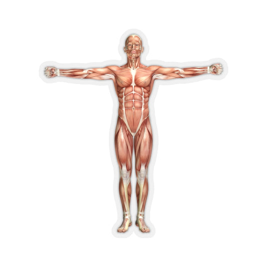 Anatomy Sticker, 3d Male Medical Figure Shoulder Scaption  Laptop Decal Vinyl Waterbottle Tumbler Car Aesthetic Label Wall Mural Starcove Fashion