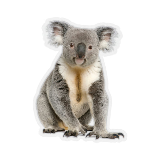 Koala Bear Sticker, Male Australian Animal Cute Vinyl Decal Label Phone Transparent Clear Small Large Cool Art Computer Hydro Flask Starcove Fashion