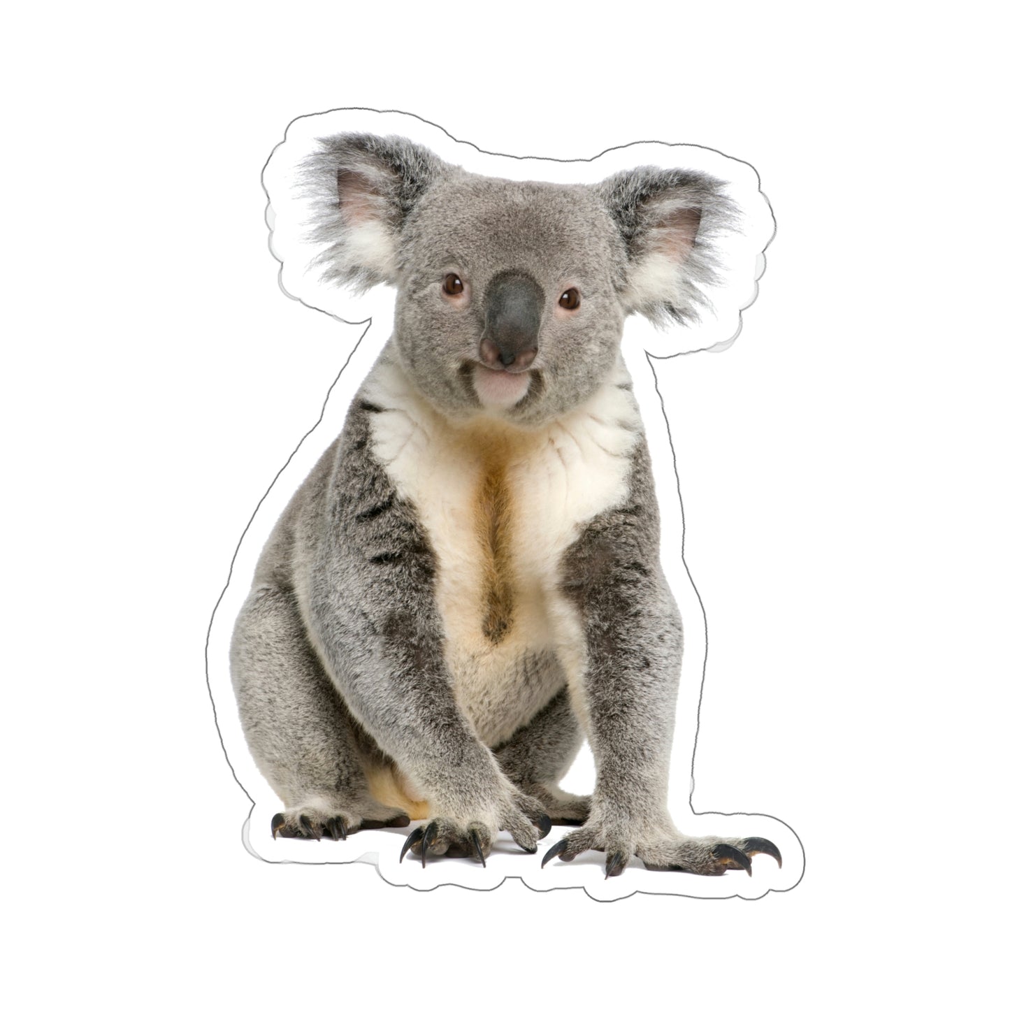 Koala Bear Sticker, Male Australian Animal Cute Vinyl Decal Label Phone Transparent Clear Small Large Cool Art Computer Hydro Flask