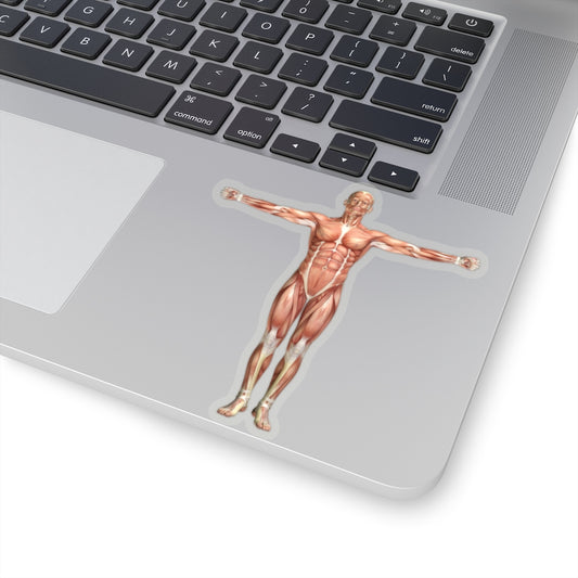 Anatomy Sticker, 3d Male Medical Figure Shoulder Scaption  Laptop Decal Vinyl Waterbottle Tumbler Car Aesthetic Label Wall Mural Starcove Fashion