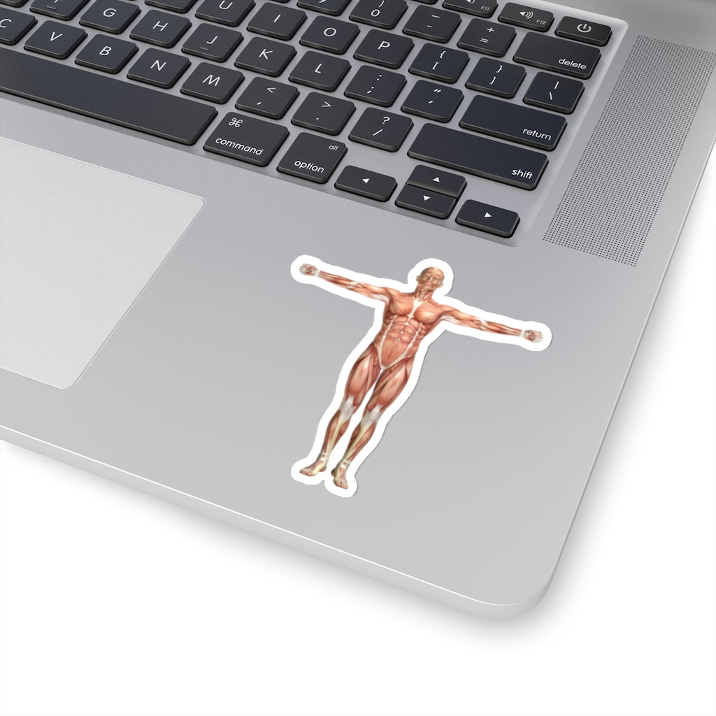 Anatomy Sticker, 3d Male Medical Figure Shoulder Scaption  Laptop Decal Vinyl Waterbottle Tumbler Car Aesthetic Label Wall Mural Starcove Fashion