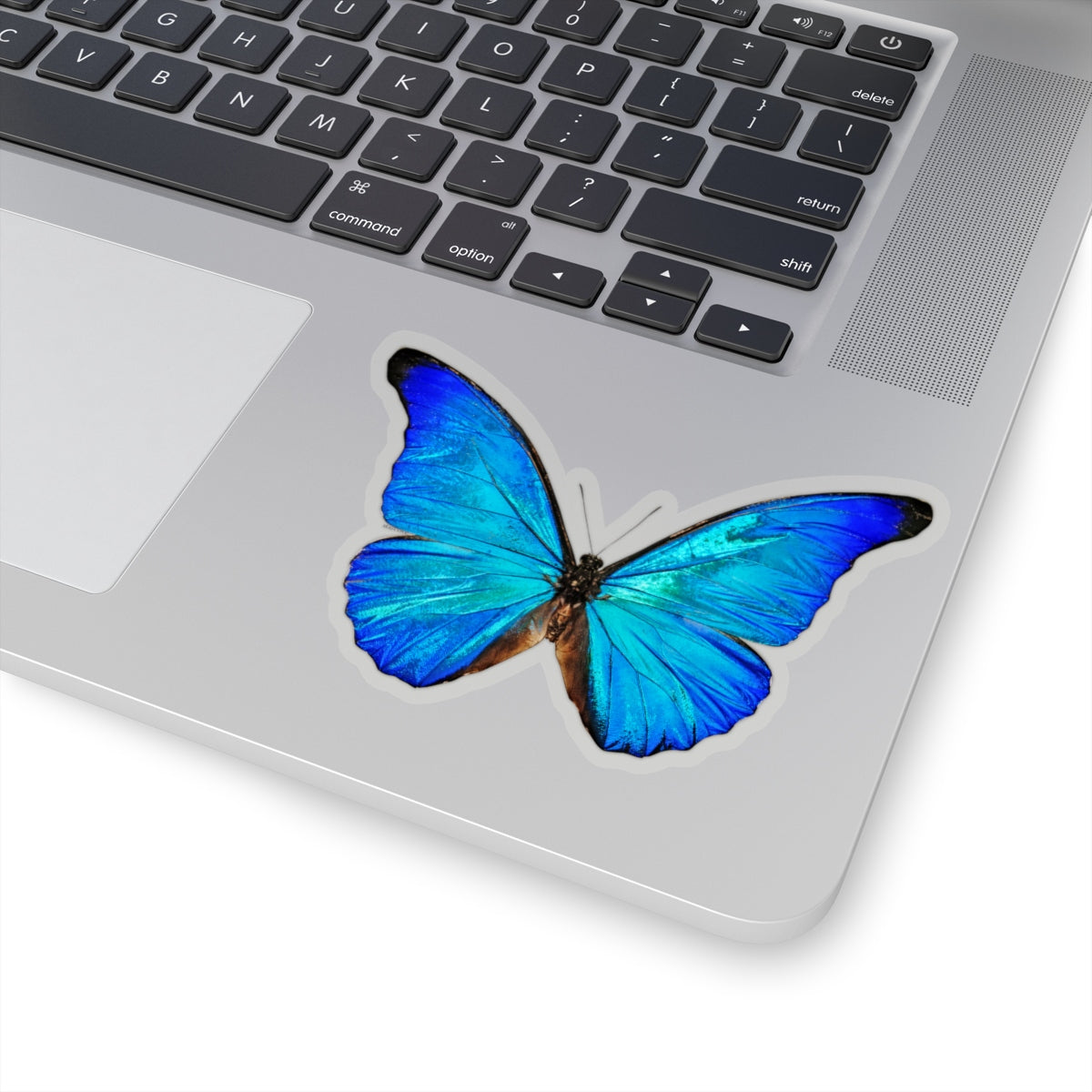 Blue Butterfly Sticker, Morpho Anaxibia Realistic Stickers Laptop Vinyl Cute Water bottle Car Label Girl Wall Phone Mural Decal Die Cut Starcove Fashion