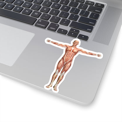 Anatomy Sticker, 3d Male Medical Figure Shoulder Scaption  Laptop Decal Vinyl Waterbottle Tumbler Car Aesthetic Label Wall Mural Starcove Fashion